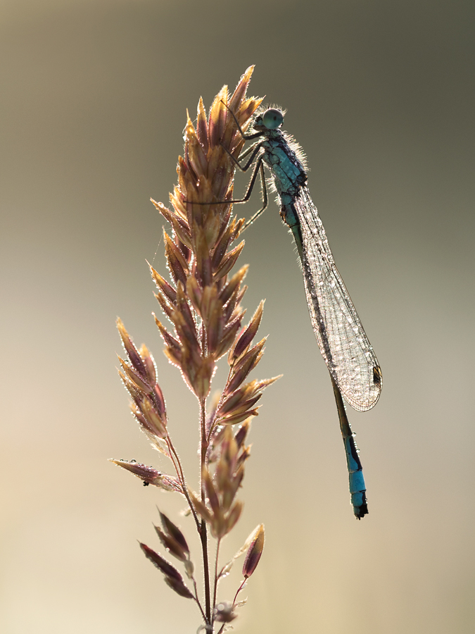 female common bluetail damselfly northern ca