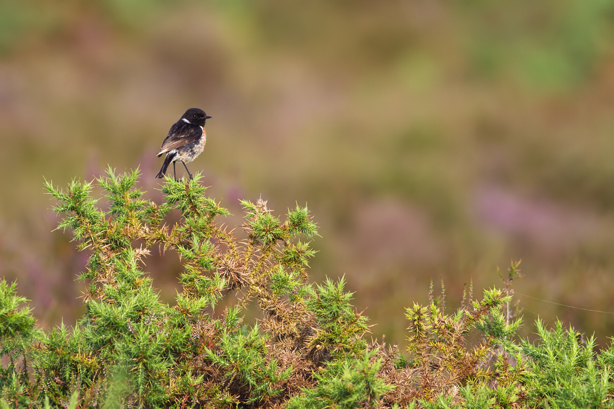 Stonechat