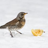 Fieldfare 