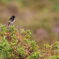 Stonechat 