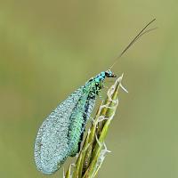 Lacewing2 