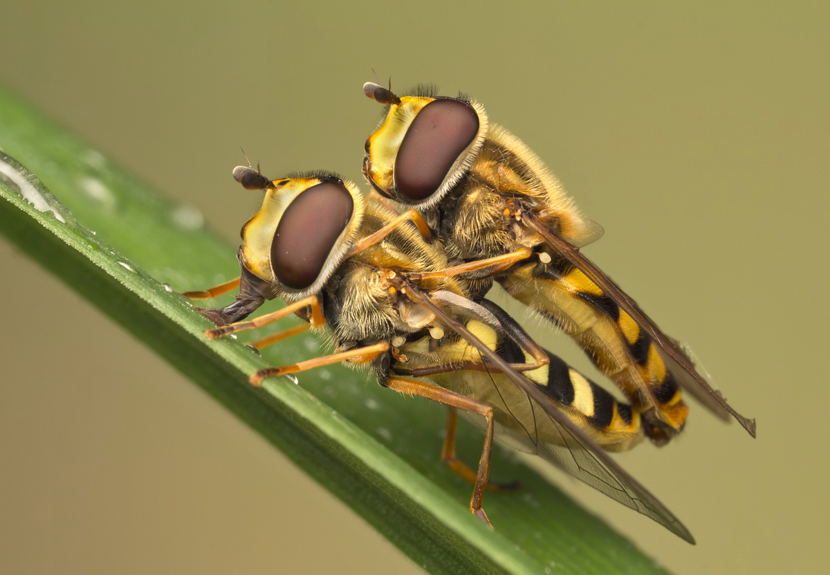 How do insects help a plant to reproduce information